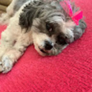 Meet your Posher, Ciara